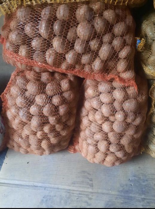 Ziemniaki sadzeniaki, wineta