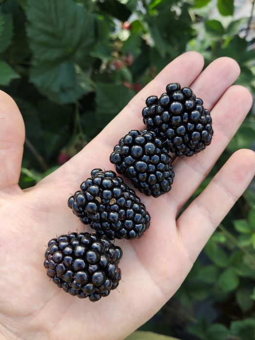 Planta amora roxa (tamanho jumbo)