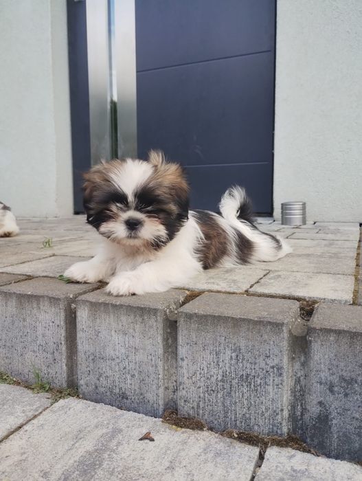 Shih Tzu suczka tricolor