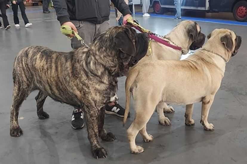 Mastif Angielski Old English Mastif Rodowodowe przebadane