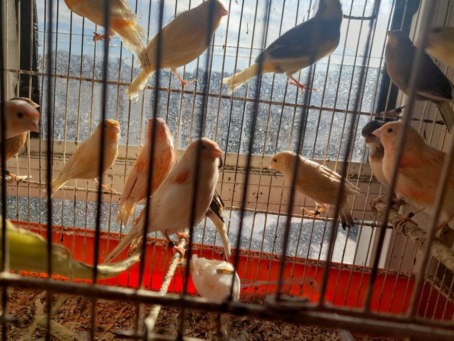 Lindos canarios prontos a criar.