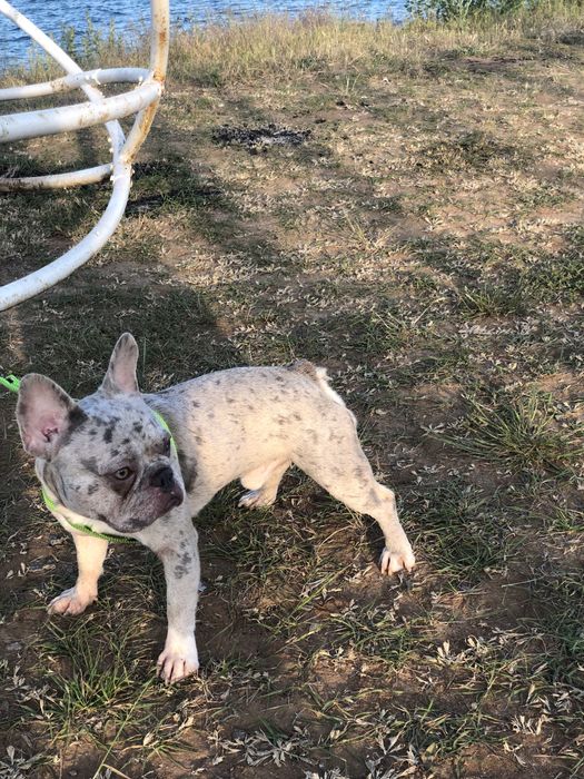 Французский бульдог лиловый мерль