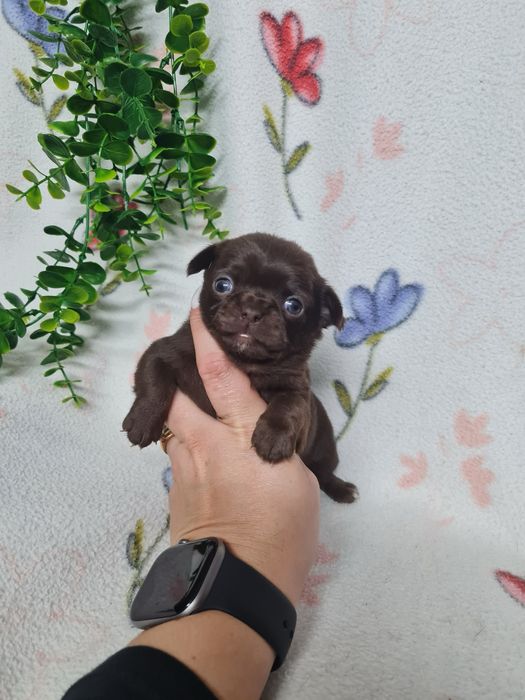 Excelente menina mini mini chihuahua/chiuaua linhagem Russa.Qualidd