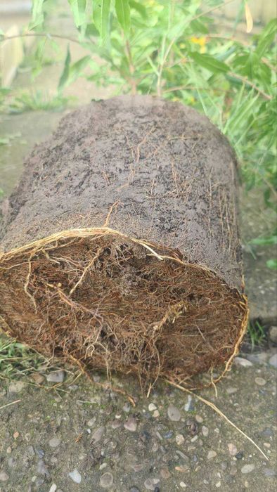 продам саженці граната двох річні в контейнері є вайбер