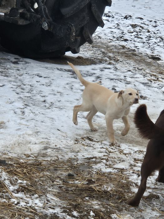 Oddam pieska za darmo