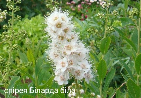 насіння морозника,спірея