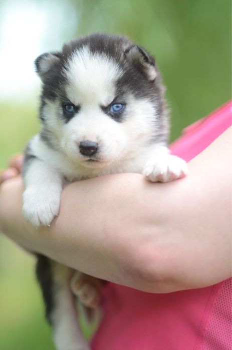 Щенки сибирский хаски.  КСУ