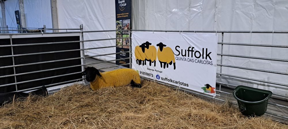 Ovelhas Suffolk machos e fêmeas