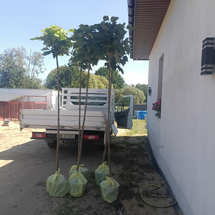 Drzewko ogrodowe Catalpa