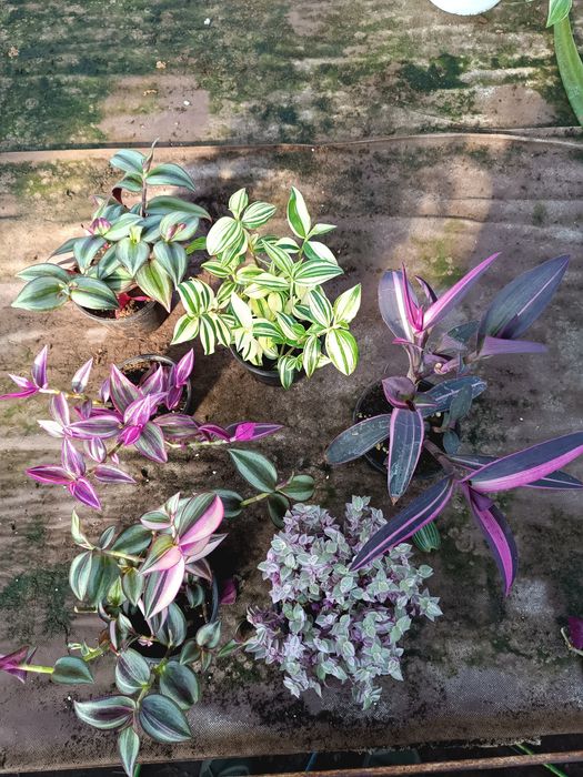 Marta pakiet trzykrotek