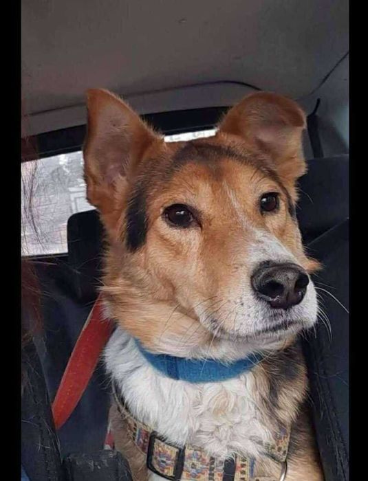 Piękny Vinci pokocha na zawsze