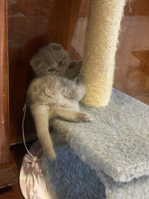 Продам шотландських кошенят