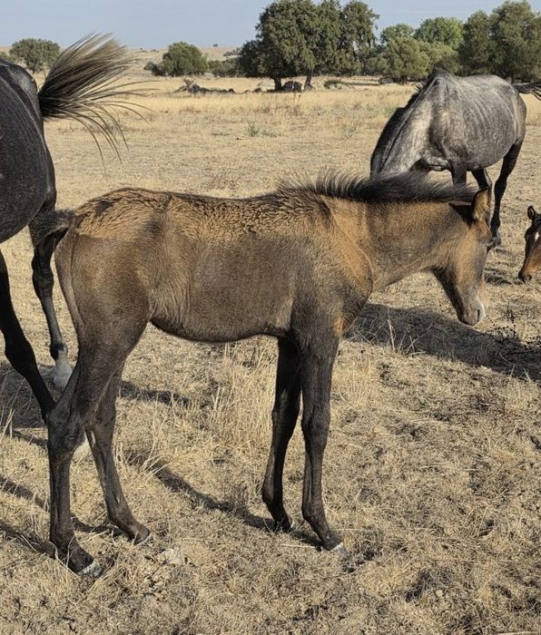 Poldros cruzados de Lusitano
