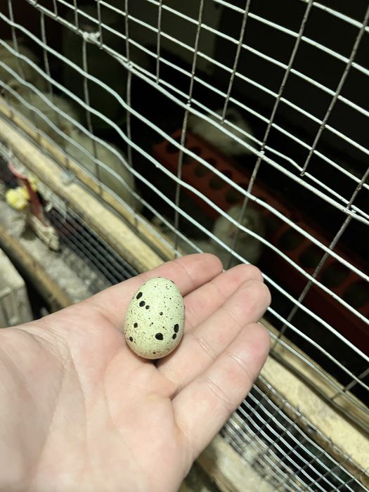 Яйцо инкубационное перепел