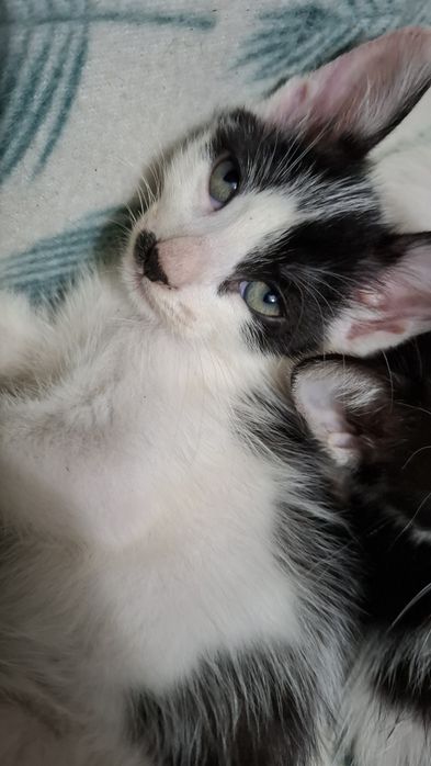 Dou gatinho bebe