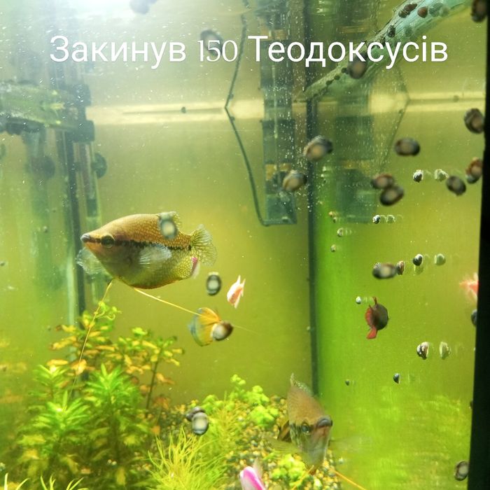 Равлик Теодоксус
