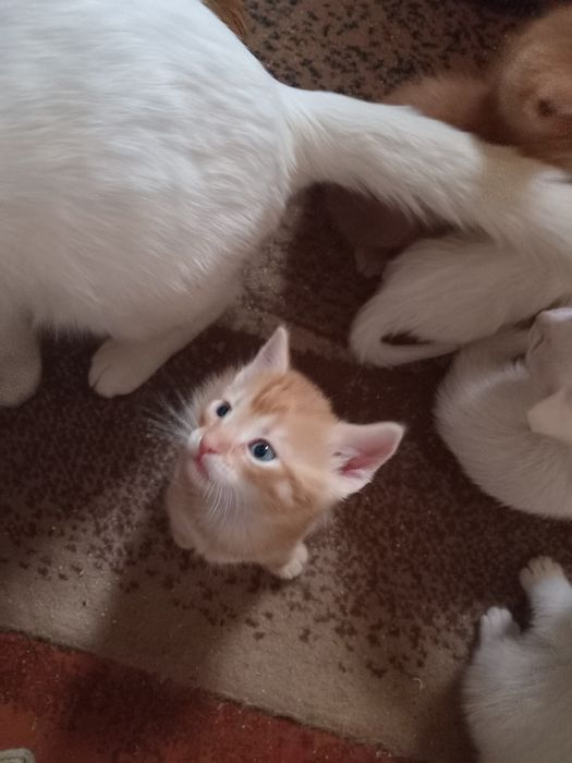 Продам котят рижі білі