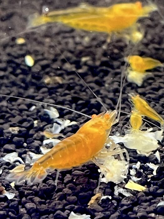 Yellow King Kong OE - krewetki Caridina