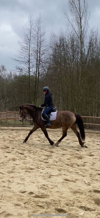 6-letnia klacz jelenia