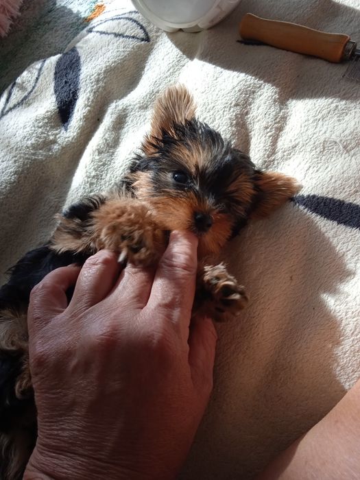 Очень активные щеночки породы Йоркширский терьер