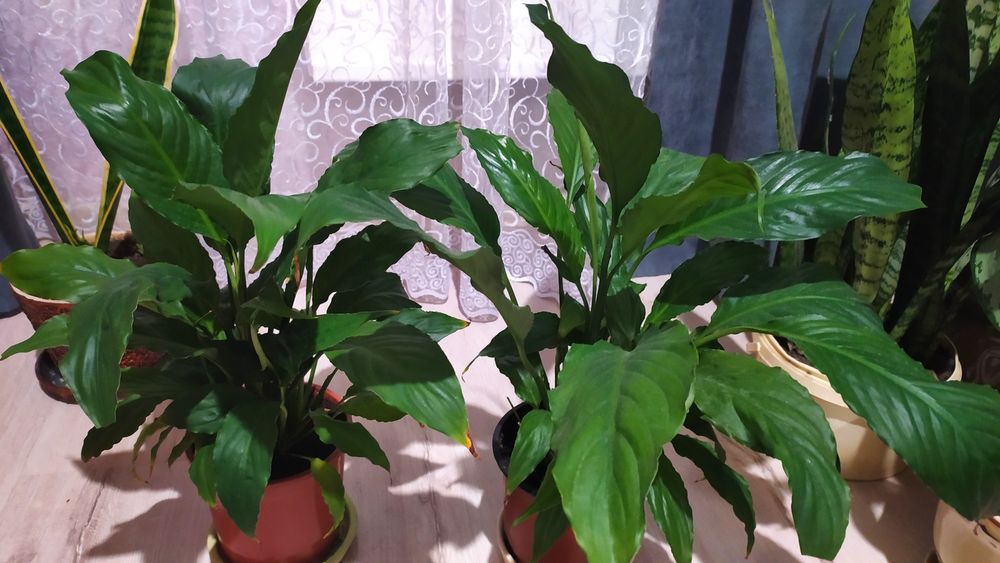 Вазони    домашні.