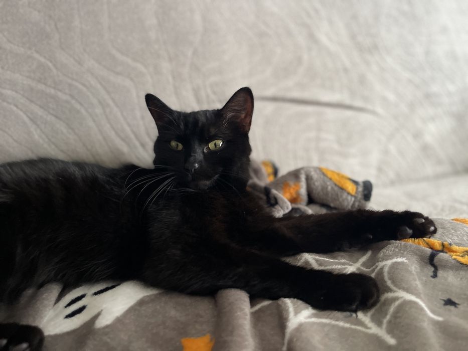 Sliczna kotka do adopcji