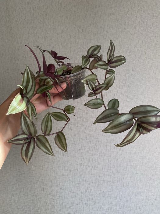 Продам традесканцию