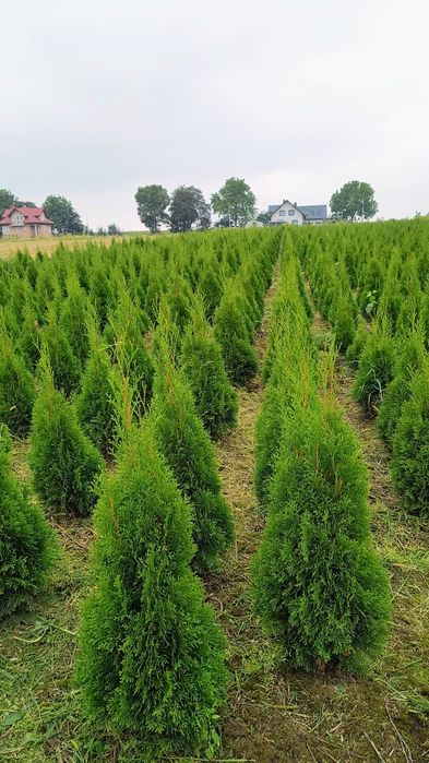 Tuja    Szmaragd