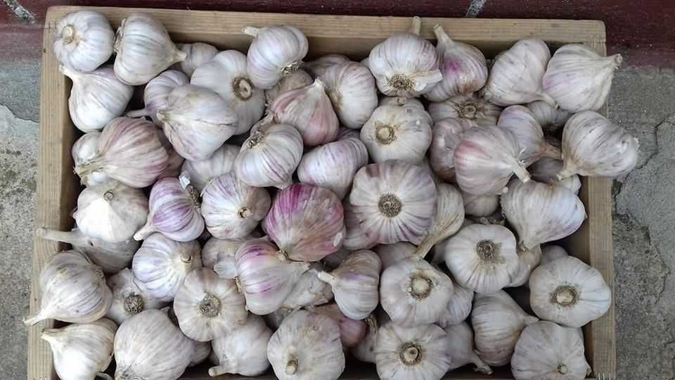 Продам часник Любаша