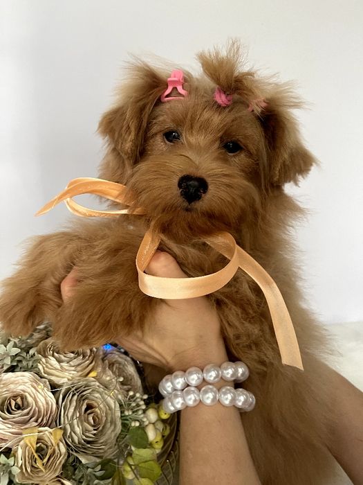 Помапу — Ці дівчатка змінять ваше життя