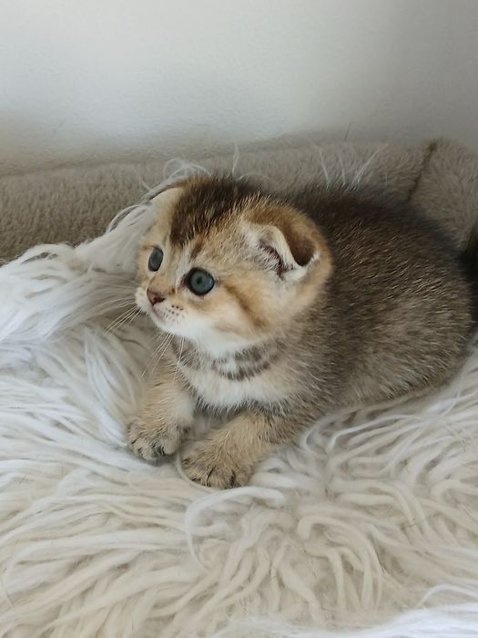 Macho Scottish Fold