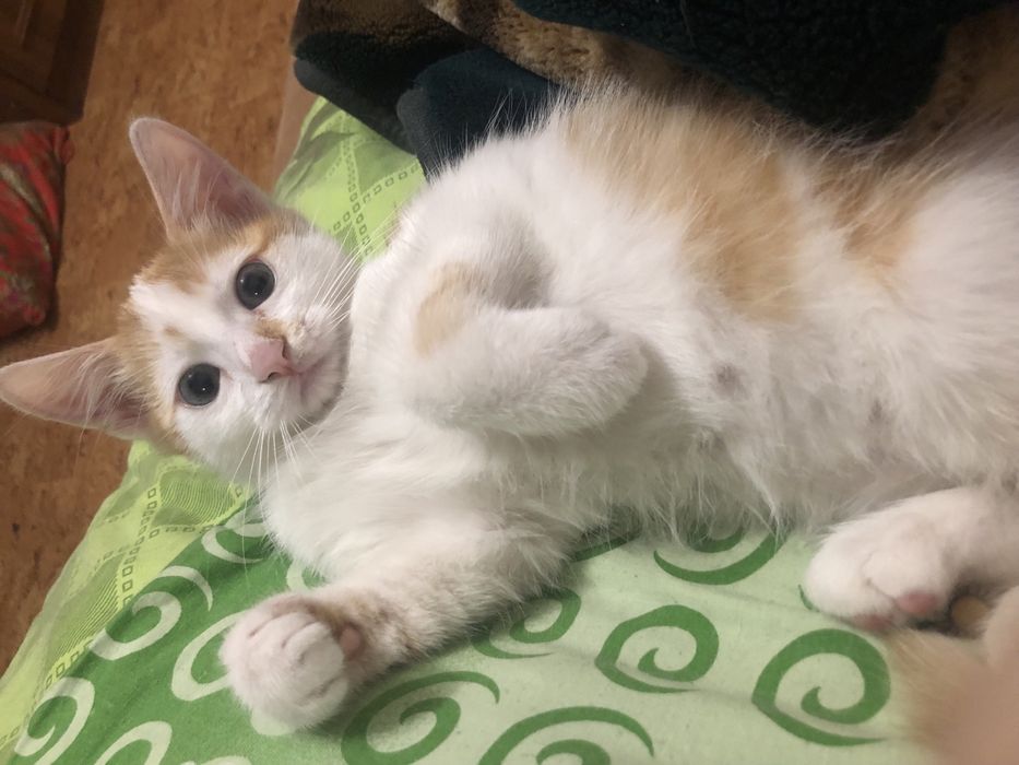 Отдам котят в хорошие руки