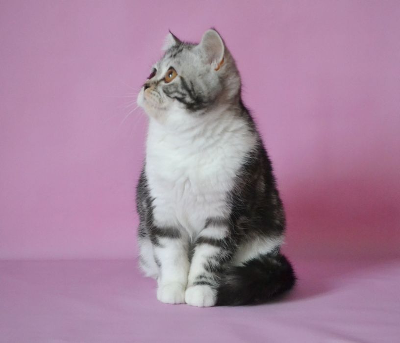 Шотландський велетень