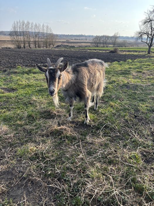 Продається коза дійна