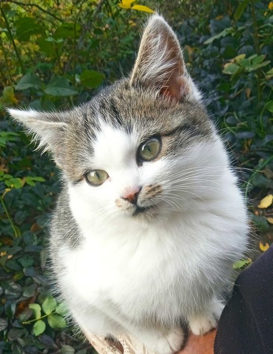 Котята. Два мальчика.