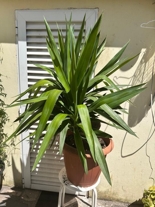 Planta Aicula ..