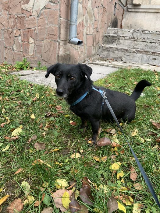 Собака (дівчинка) 2 роки у добрі руки