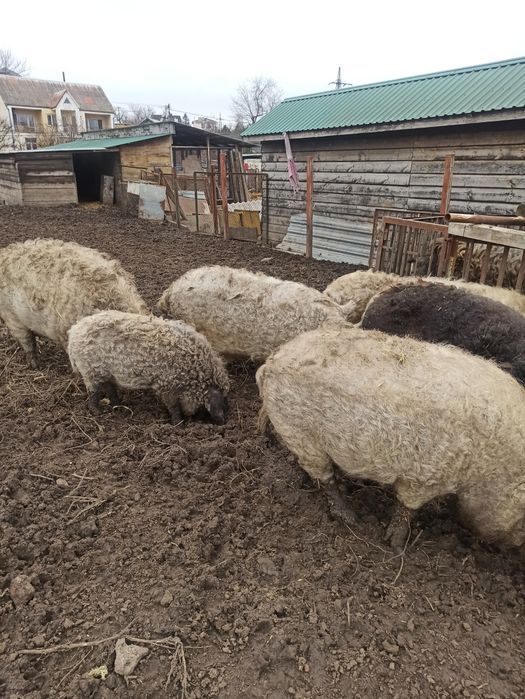 венгерская мангалица  кнур и свиноматка