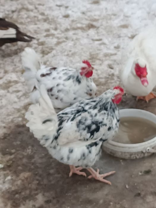 Продаж молодих півнів когутів