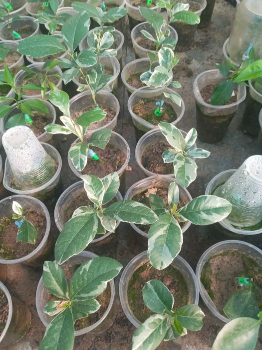 Лимон,Мандарин,Лайм,Кумкват,Апельсин  та інше.