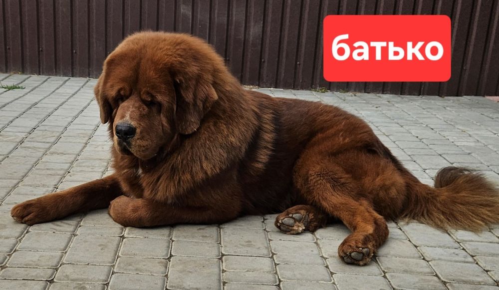 Тибетський мастиф