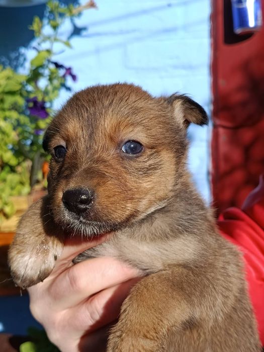 Цуценята шукають дім!!!