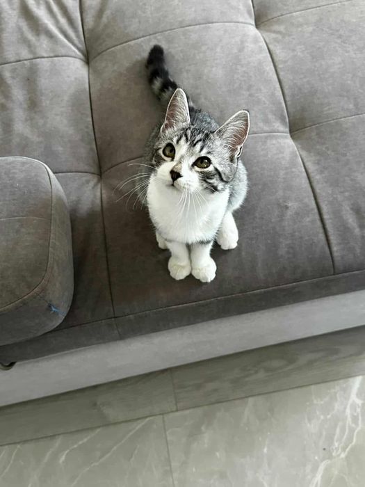 Кошеня дівчинка 4,5 місяці привезена з зони бойвих дій!