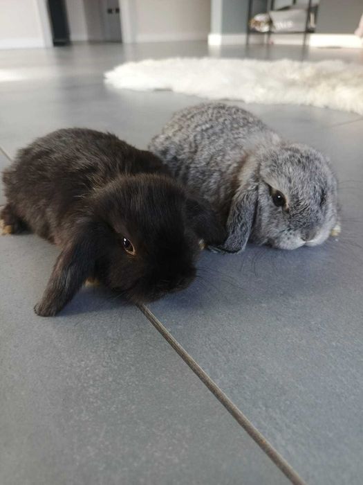 Królik Baranek minilop