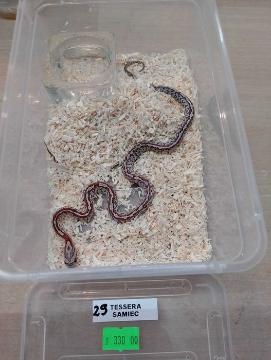 Wąż zbożowy nr 29. Tessera, SAMIEC - sklep terrarystyczny ANIMALE