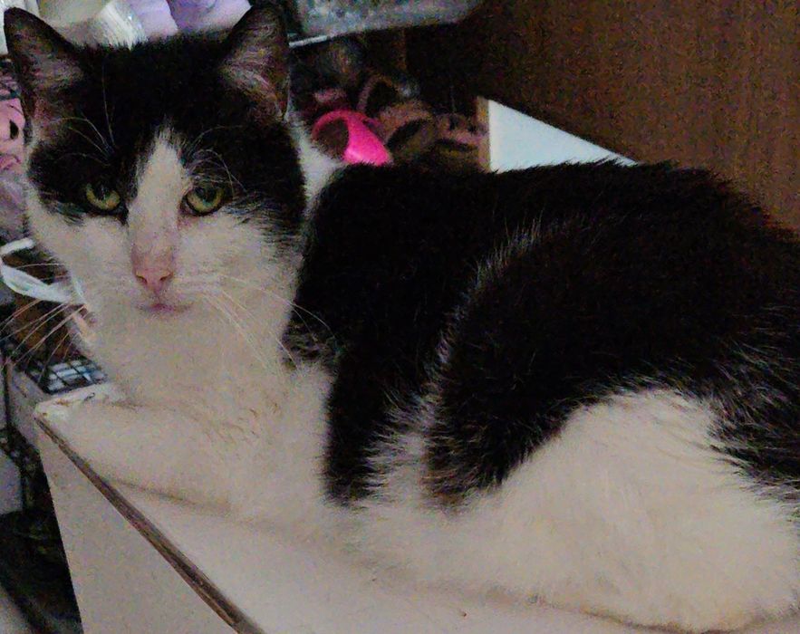 ZAGINĄŁ kot Maniek