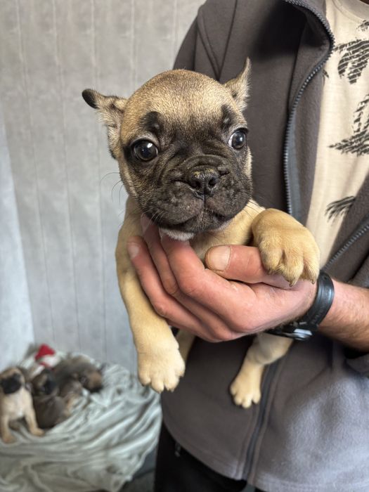 Французькі бульдогі