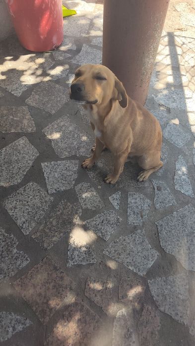 Bebés amorosos para adoção