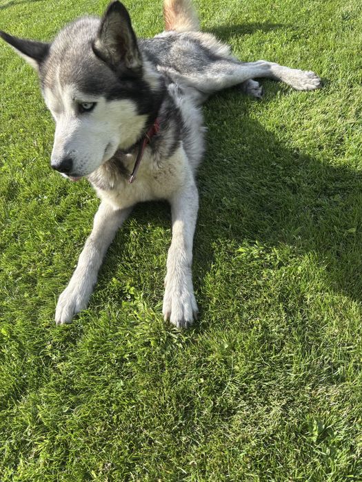 Pies husky oddam za darmo
