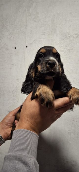 Cocker Spaniel Angielski piesek